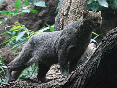 puma animal guatemala